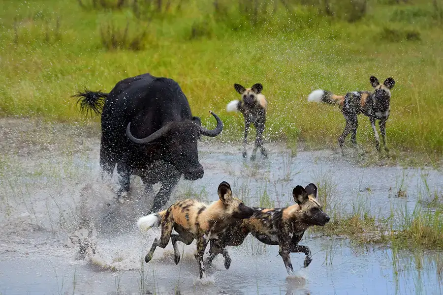 BEST LOCATIONS TO SEE AFRICAN WILD DOGS in AFRICA, WHERE TO SEE WILD DOGS