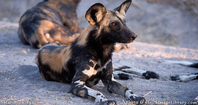 WILD DOGS & PUPPIES HISTORY, ORIGINS, Infographic, Infogram, Pictures, Photo, Video, Size