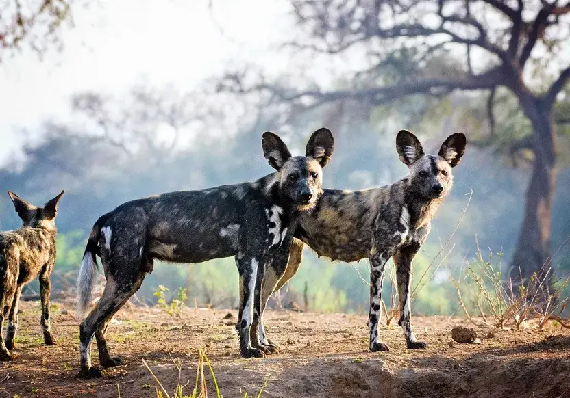 BEST LOCATIONS TO SEE AFRICAN WILD DOGS in AFRICA, WHERE TO SEE WILD DOGS