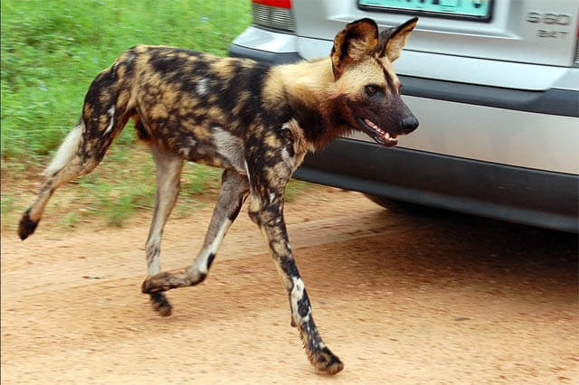 AFRICAN WILD DOGS