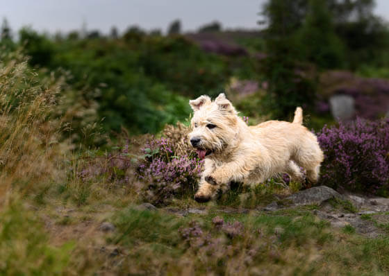 IRISH DOG BREEDS - GLEN OF IMAAL TERRIER
