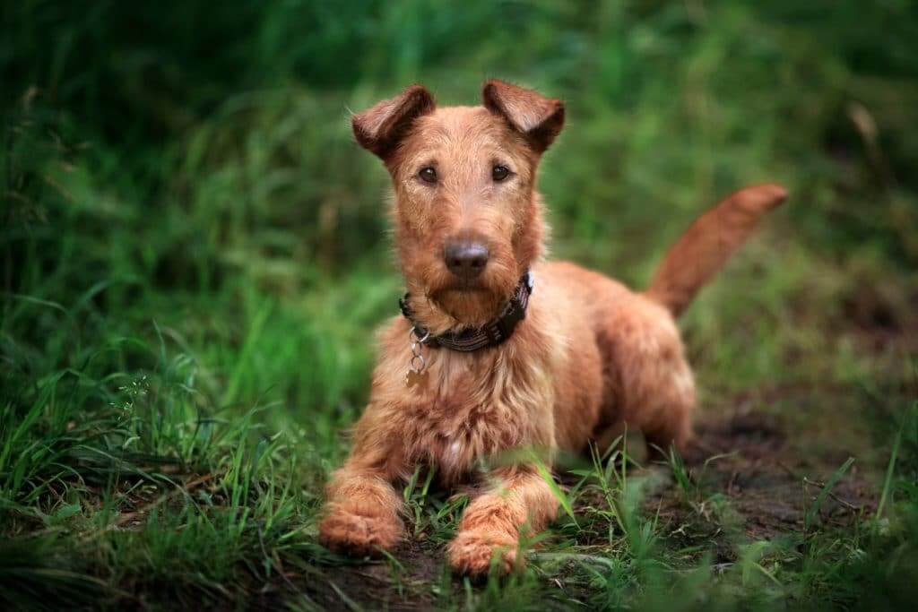 IRISH DOG BREEDS - IRISH TERRIER