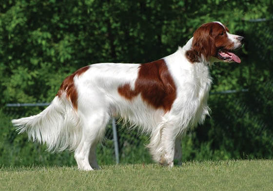 IRISH DOG BREEDS - IRISH RED AND WHITE SETTER