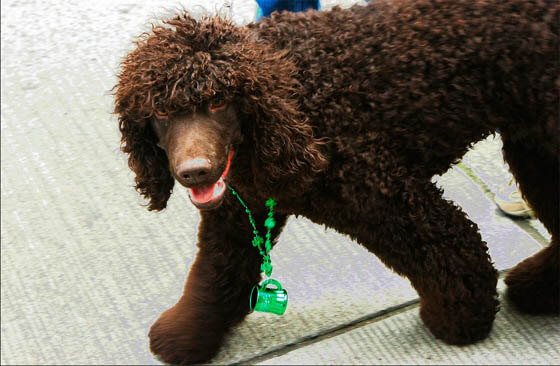 IRISH DOG BREEDS - IRISH WATER SPANIEL
