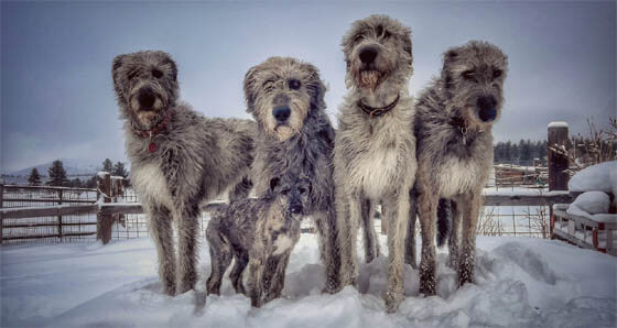 IRISH DOG BREEDS - IRISH WOLFHOUND