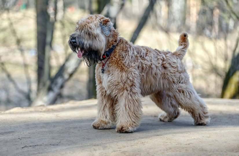 IRISH DOG BREEDS - SOFT-COATED WHEATEN TERRIER
