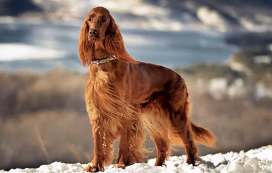 IRISH DOG BREEDS - IRISH SETTER