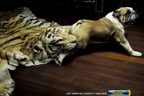 DOG and PUPPY COMMERCIALS, PROMOTIONS & ADVERTISEMENT FUNNY VIDEOS, PICTURES and IMAGES