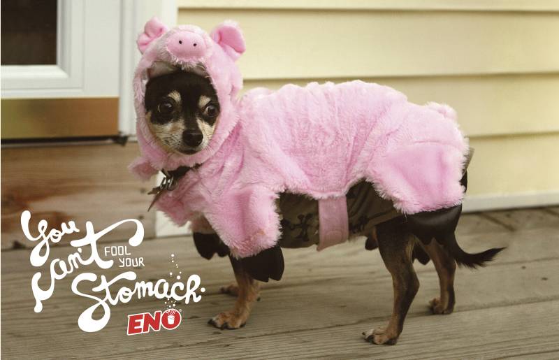 DOG and PUPPY COMMERCIALS, PROMOTIONS & ADVERTISEMENT FUNNY VIDEOS, PICTURES and IMAGES