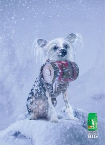 DOG and PUPPY COMMERCIALS, PROMOTIONS & ADVERTISEMENT FUNNY VIDEOS, PICTURES and IMAGES