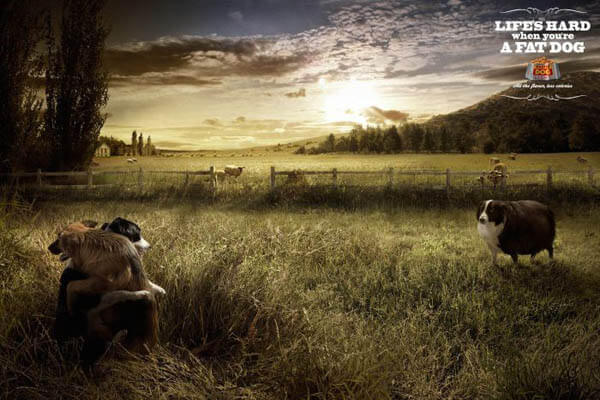 DOG and PUPPY COMMERCIALS, PROMOTIONS & ADVERTISEMENT FUNNY VIDEOS, PICTURES and IMAGES