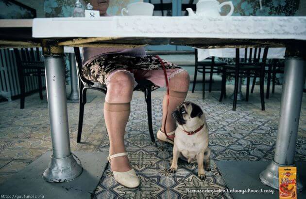 DOG and PUPPY COMMERCIALS, PROMOTIONS & ADVERTISEMENT FUNNY VIDEOS, PICTURES and IMAGES