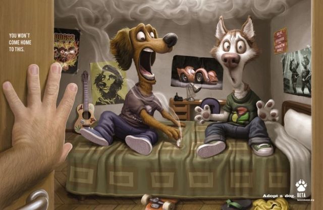 DOG and PUPPY COMMERCIALS, PROMOTIONS & ADVERTISEMENT FUNNY VIDEOS, PICTURES and IMAGES