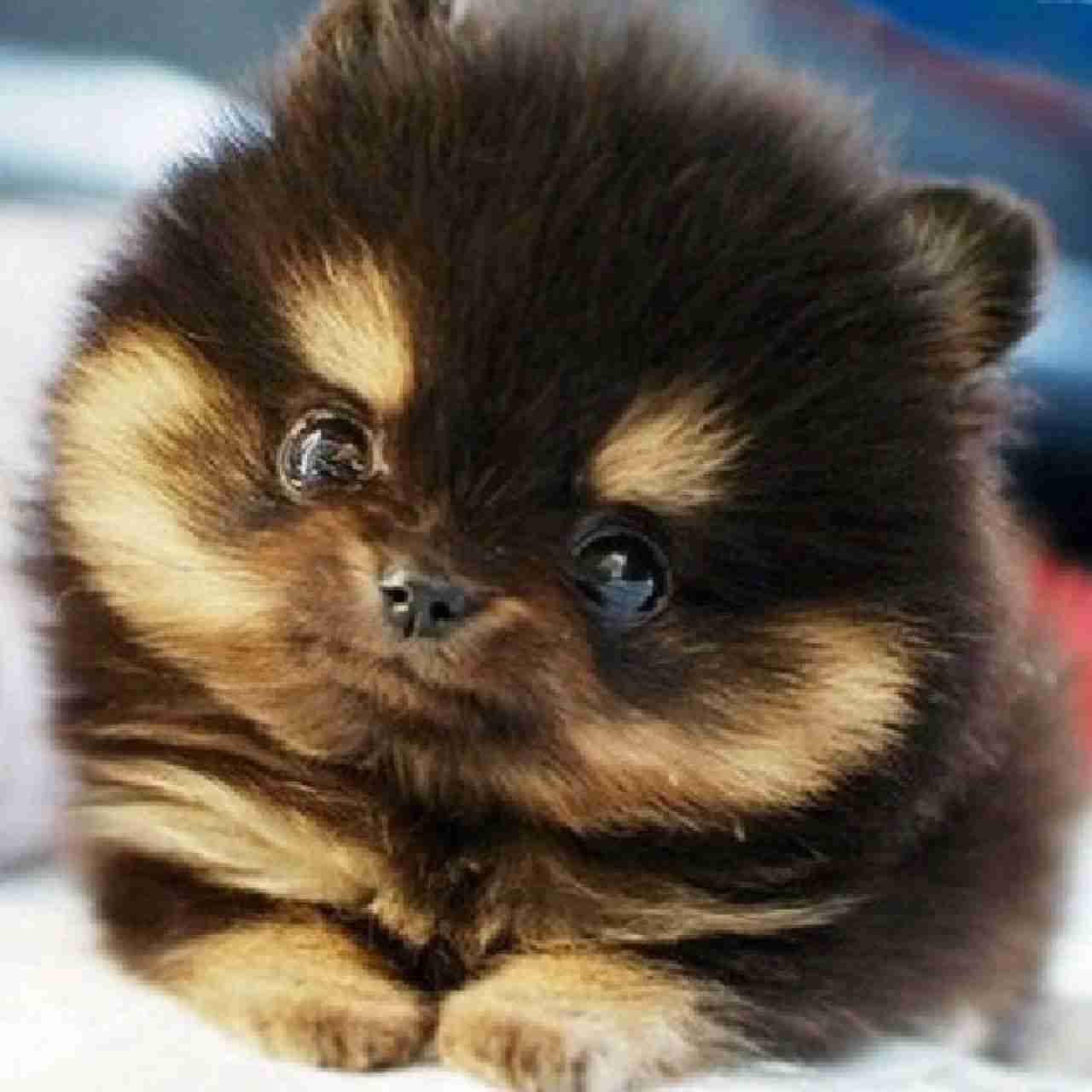 Puppies, Pups, Puppy, Pup