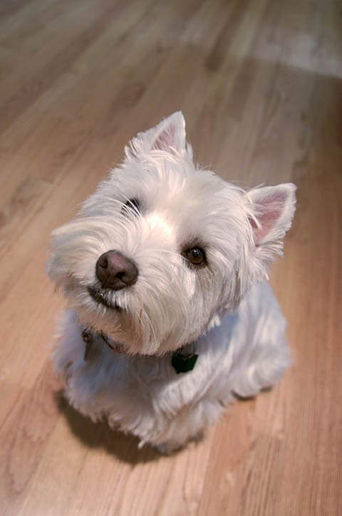 Puppies, Pups, Puppy, Pup