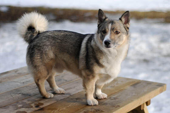 Extraordinary Dog Breeds - SWEDISH VALLHUND