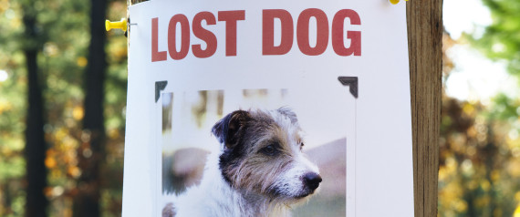 lost dog and puppy