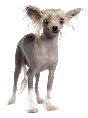 RENT A PUPPY or A DOG