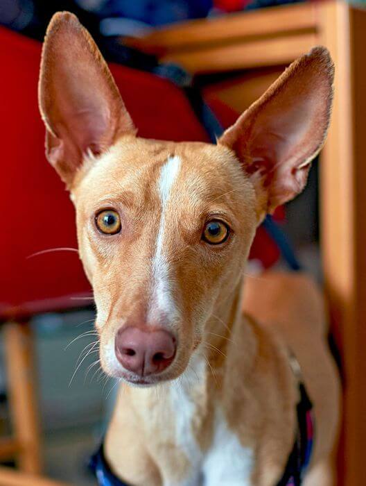 Extraordinary Dog Breeds - PHARAOH HOUND