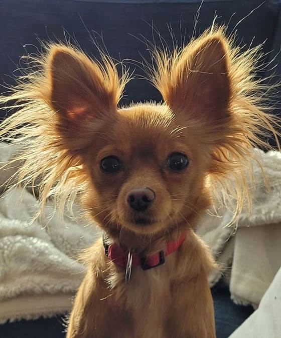 Extraordinary Dog Breeds - RUSSIAN TOY