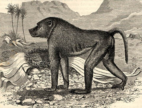 DOG CYNOCEPHALY