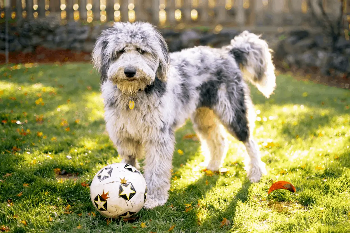 AUSSIEDOODLE - REACTIVE DOG BREEDS