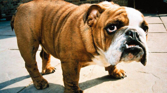 ENGLISH BULLDOG - REACTIVE DOG BREEDS