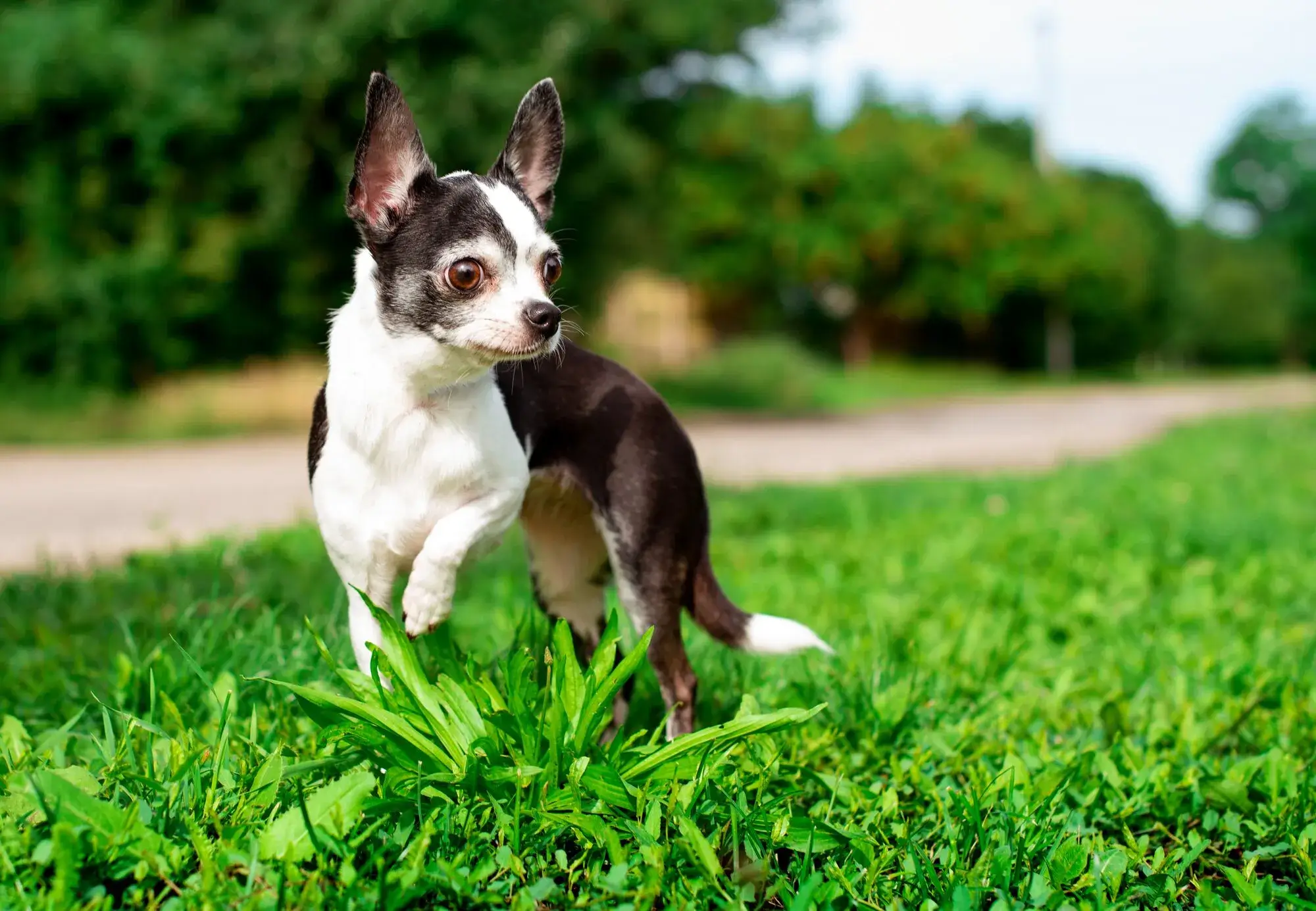 CHIHUAHUA - REACTIVE DOG BREEDS
