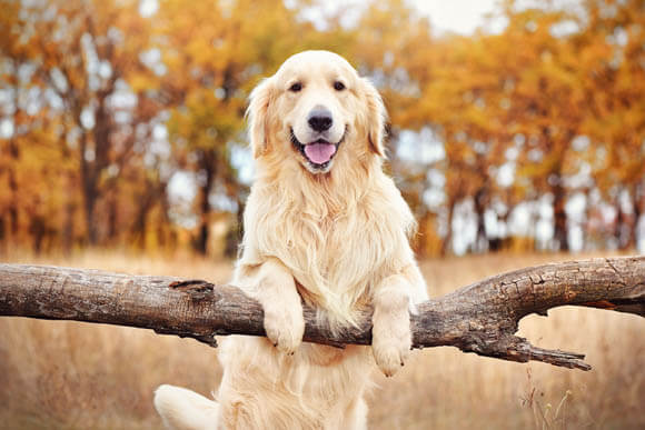 GOLDEN RETRIEVER - REACTIVE DOG BREEDS