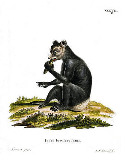 DOG CYNOCEPHALY