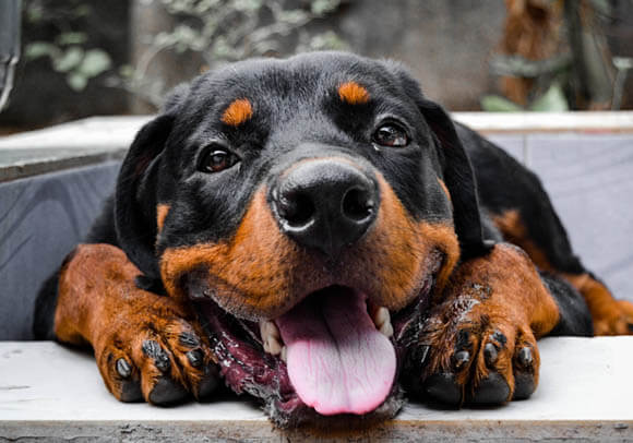 ROTTWEILER - REACTIVE DOG BREEDS