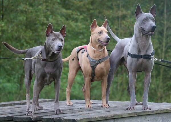 THAI RIDGEBACK - REACTIVE DOG BREEDS