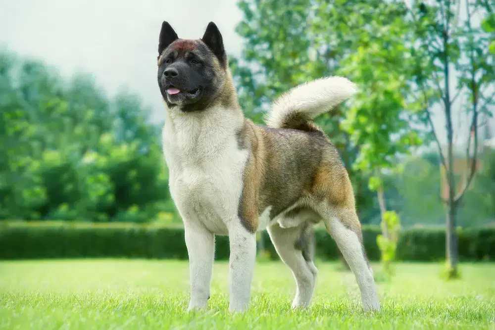 AKITA - REACTIVE DOG BREEDS