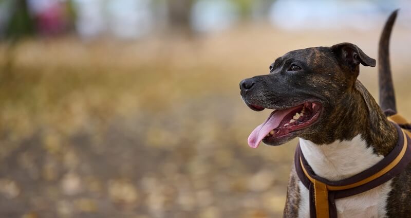 BASSET HOUND - REACTIVE DOG BREEDS