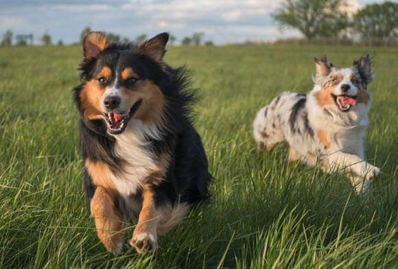 AUSTRALIAN SHEPHERD - REACTIVE DOG BREEDS
