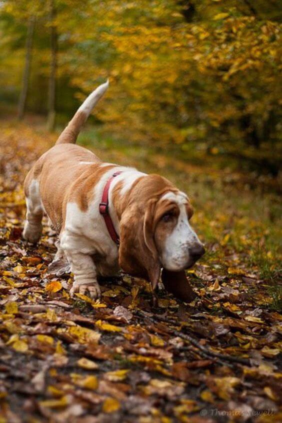 BASSET HOUND - REACTIVE DOG BREEDS