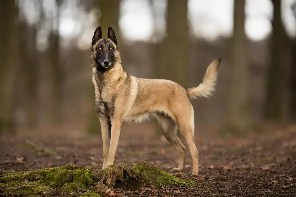 BELGIAN MALINOIS - REACTIVE DOG BREEDS