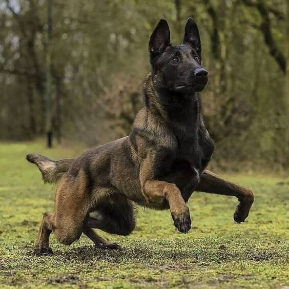 REACTIVE HYPERACTIVE DOGS TRAINING