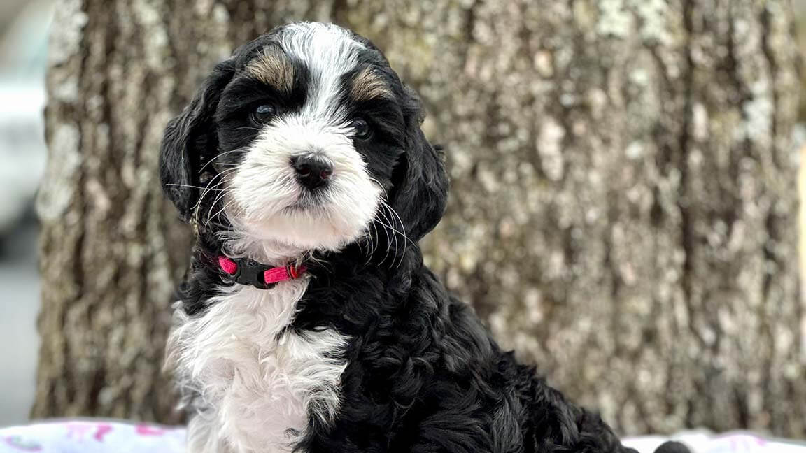 BERNEDOODLE - REACTIVE DOG BREEDS