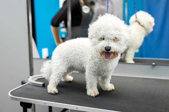 BICHON FRISE - REACTIVE DOG BREEDS