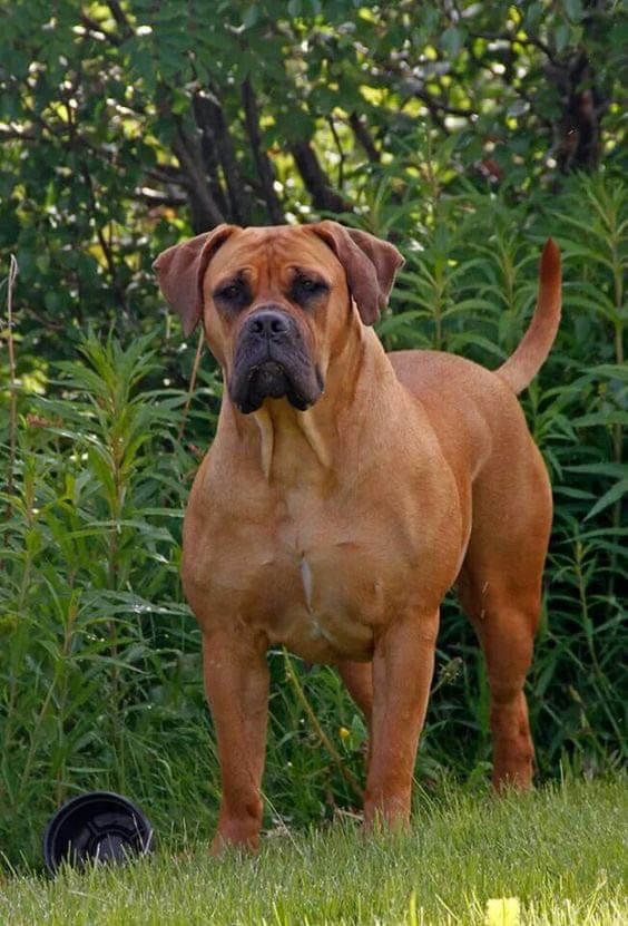 BOERBOEL - REACTIVE DOG BREEDS