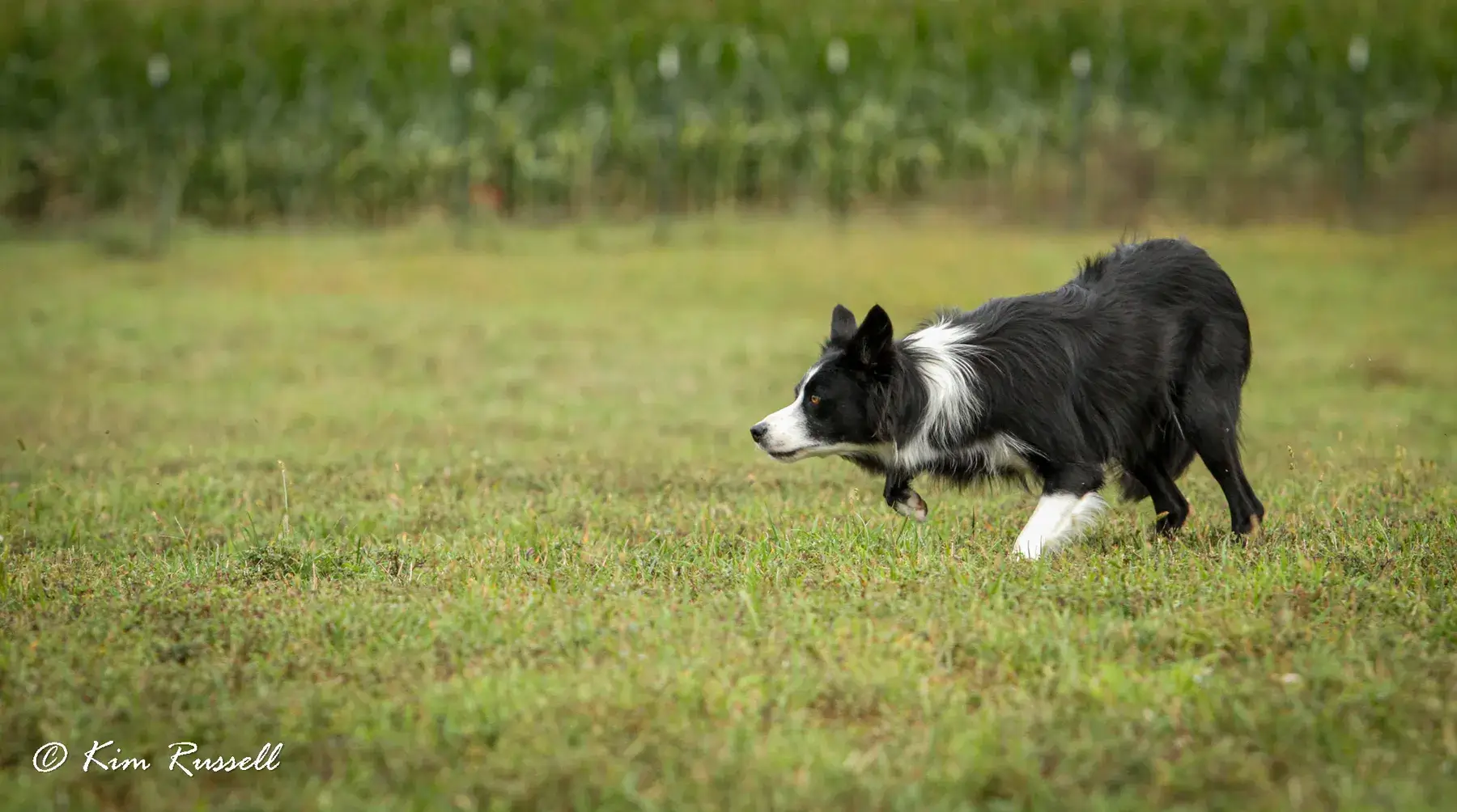 BORDER COLLIE - REACTIVE DOG BREEDS