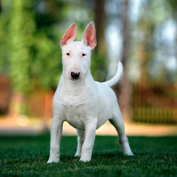 BULL TERRIER - REACTIVE DOG BREEDS