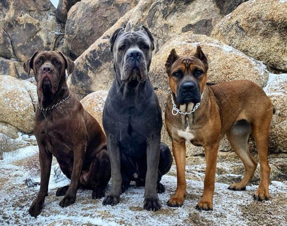 CANE CORSO - REACTIVE DOG BREEDS