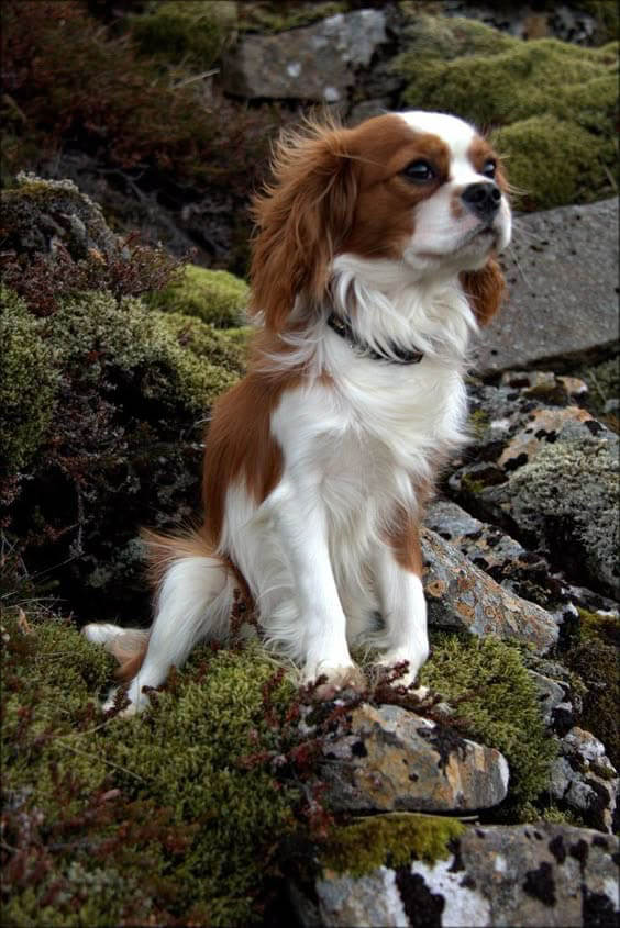 CAVALIER KING CHARLES SPANIEL - REACTIVE DOG BREEDS