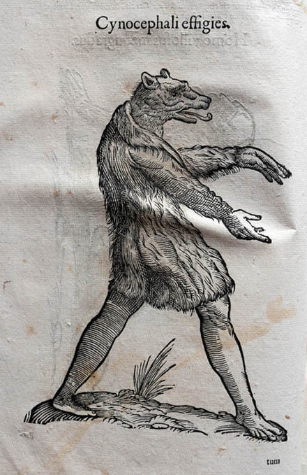 DOG CYNOCEPHALY