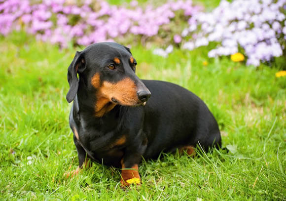 DACHSHUND - REACTIVE DOG BREEDS