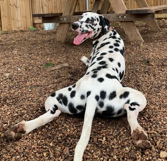 DALMATIAN - REACTIVE DOG BREEDS