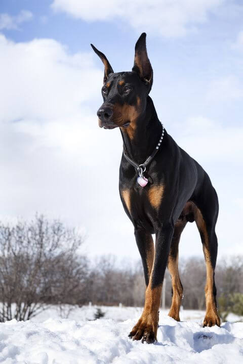 DOBERMAN PINSCHER - REACTIVE DOG BREEDS