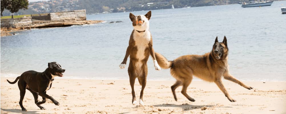 WHY DOGS BECOME REACTIVE